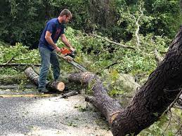 Best Tree Risk Assessment  in Holly Hill, SC